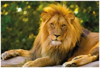 Puzzle 250 Wild Animals 6 Lion 5902277405029 plansza_bez_wykrojnika 72ppi.jpg