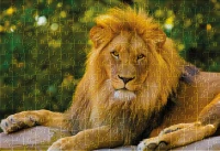 Puzzle 250 Wild Animals 6 Lion 5902277405029 plansza 72ppi.jpg