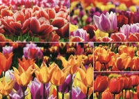 tulips-jigsaw-puzzle-1000-pieces_57950-1_fs.jpg
