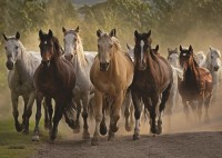 horses-jigsaw-puzzle-1000-pieces_57969-1_fs.jpg