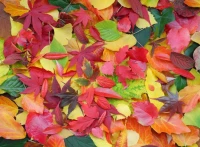 feuilles-dautomne-puzzle-2000-pieces.55677-1.fs.jpg
