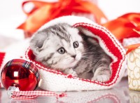 chaton-de-noel-puzzle-2000-pieces.55574-1.fs.jpg