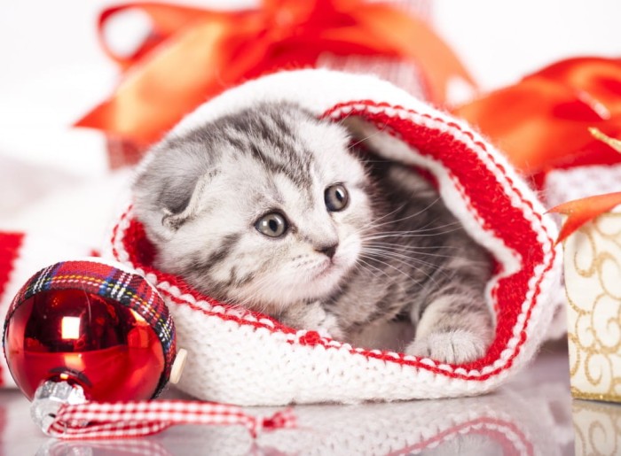 chaton-de-noel-puzzle-2000-pieces.55574-1.fs.jpg