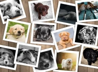 chiens-puzzle-2000-pieces.59646-1.fs.jpg