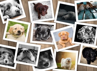 Grafika 2000 - Dogs