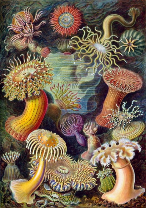 ernst-haeckel-anemones-de-mer-1904-puzzle-1000-pieces_46893-1_fs.jpg