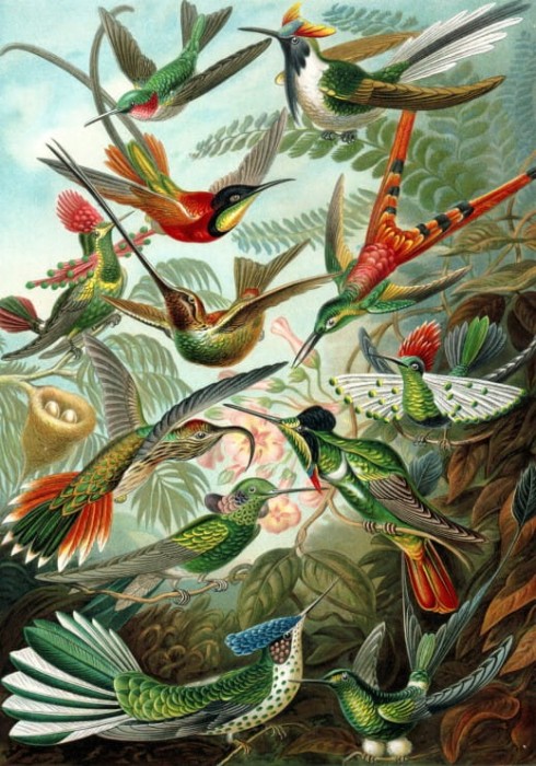 ernst-haeckel-les-trochilides-1904-puzzle-1000-pieces_46894-1_fs.jpg