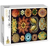 ernst-haeckel-les-ascidies-1904-puzzle-1000-pieces_46897-2_fs.jpg