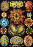 ernst-haeckel-les-ascidies-1904-puzzle-1000-pieces_46897-1_fs.jpg