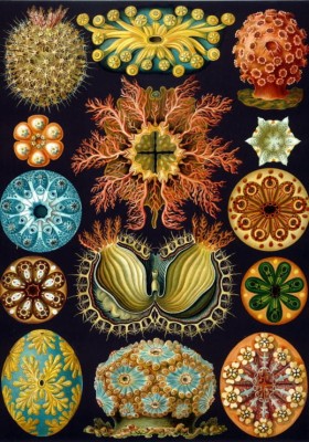 Grafika 1000 - Ernst Haeckel : The Ascidians , 1904  (Ascidiany)
