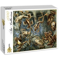 ernst-haeckel-les-batraciens-1904-puzzle-1000-pieces_46898-2_fs.jpg