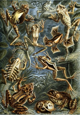 Grafika 1000 - Ernst Haeckel : Batrachians , 1904 (Batrachianie)