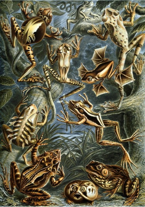 ernst-haeckel-les-batraciens-1904-puzzle-1000-pieces_46898-1_fs.jpg
