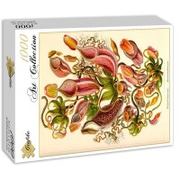 ernst-haeckel-kunstformen-der-natur-nepenthes-1904-puzzle-1000-pieces_51567-2_fs.jpg