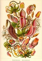 ernst-haeckel-kunstformen-der-natur-nepenthes-1904-puzzle-1000-pieces_51567-1_fs.jpg