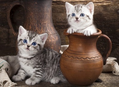 Grafika 2000 - Kitten in Pot