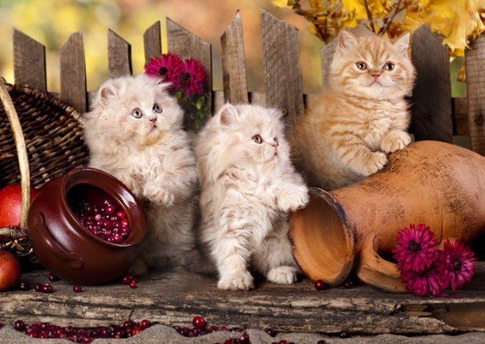 chats-persans-puzzle-2000-pieces.52233-1.fs.jpg
