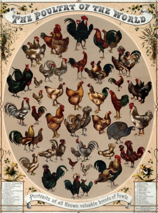 affiche-les-poulets-du-monde-1868-puzzle-2000-pieces.45571-1.fs.jpg