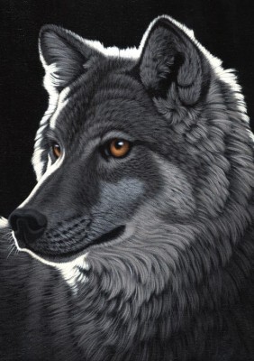 Grafika 2000 - Schim Schimmel - Night Wolf