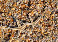 coquillages-et-etoiles-de-mer-puzzle-2000-pieces.55878-1.fs.jpg