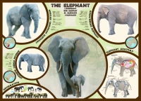 the-elephant-jigsaw-puzzle-1000-pieces.41870-1.fs.jpg