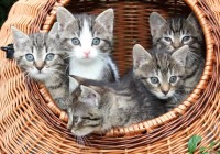 kittens-in-a-basket-jigsaw-puzzle-1000-pieces.53032-1.fs.jpg