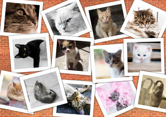 cats-jigsaw-puzzle-1000-pieces.59642-1.fs.jpg