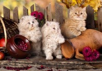 persian-kittens-jigsaw-puzzle-1000-pieces.51684-1.fs.jpg