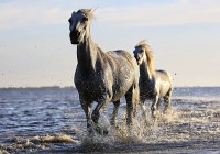 horses-jigsaw-puzzle-1000-pieces.55899-1.fs.jpg