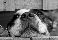 dog-jigsaw-puzzle-1000-pieces.54222-1.fs.jpg