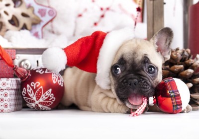 Grafika 1000 - Christmas puppy (Świąteczny szczeniak)