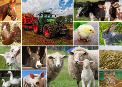 Grafika 1000 - Collage - Farm animals (Zwierzęta hodowlane)