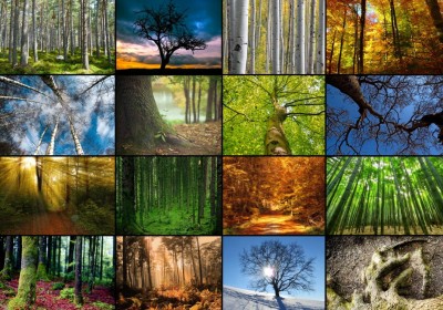Grafika 1000 - Collage - Trees (Drzewa)