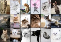 collage-chats-puzzle-1000-pieces.52507-1.fs.jpg
