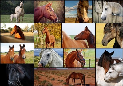 Grafika 1000 - Collage - Horses (Konie)