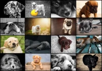 collage-chiens-puzzle-1000-pieces.52509-1.fs.jpg