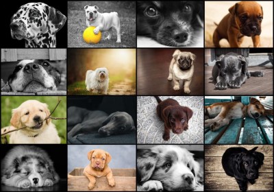 Grafika 1000 - Collage - Dogs (Psy)