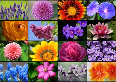 Grafika 1000 - Collage - Spring flowers (Wiosenne kwiaty)