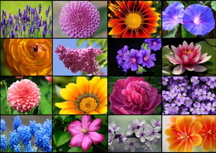 collage-fleurs-de-printemps-puzzle-1000-pieces.52575-1.fs.jpg