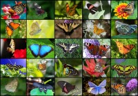 collage-butterflies-jigsaw-puzzle-1000-pieces.52515-1.fs.jpg