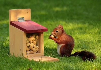 Grafika 1000 - Squirrel (Wiewiórka)