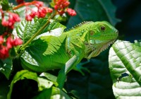 iguane-puzzle-1000-pieces.53020-1.fs.jpg