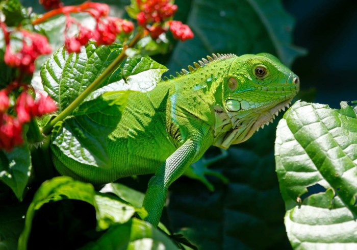 iguane-puzzle-1000-pieces.53020-1.fs.jpg