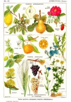 illustration-du-larousse-medical-illustre-plantes-astringentes-et-aperitives-1912-puzzle-1000-pieces.46869-1.fs.jpg