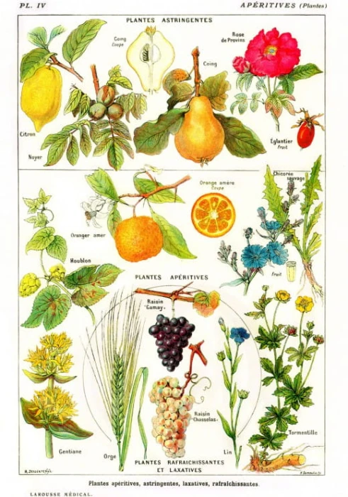 illustration-du-larousse-medical-illustre-plantes-astringentes-et-aperitives-1912-puzzle-1000-pieces.46869-1.fs.jpg