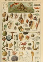 illustration-du-larousse-pour-tous-mollusques-xixe-siecle-puzzle-1000-pieces.46880-1.fs.jpg