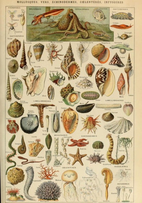 illustration-du-larousse-pour-tous-mollusques-xixe-siecle-puzzle-1000-pieces.46880-1.fs.jpg