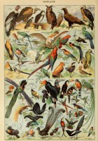 illustration-du-larousse-pour-tous-oiseaux-xixe-siecle-puzzle-1000-pieces.46874-1.fs.jpg