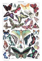 illustration-du-larousse-pour-tous-papillons-1907-1910-puzzle-1000-pieces.46866-1.fs.jpg