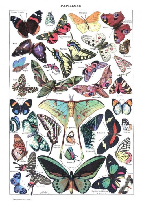 illustration-du-larousse-pour-tous-papillons-1907-1910-puzzle-1000-pieces.46866-1.fs.jpg
